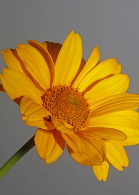 Heliopsis flower close up