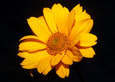 Flower blossoming close up