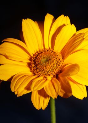 Flower blossoming close up