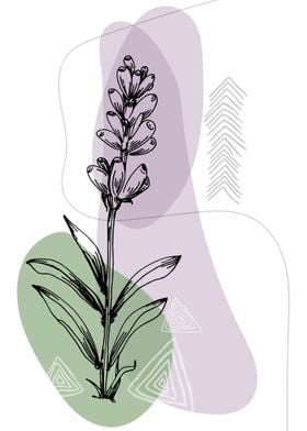 Lavender Botanical Nordic