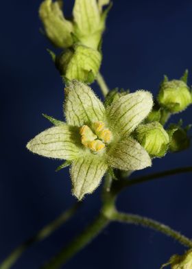 Flower blossoming close up