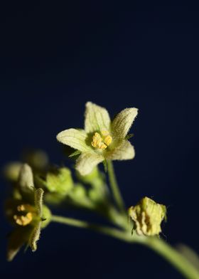 Star flower blossom macro