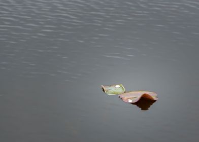 The beautiful lotus leaves