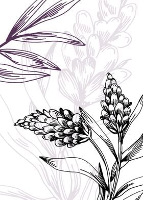 Lavender Botanical Nordic