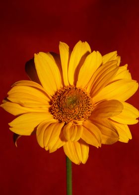 Yellow flower blossoming