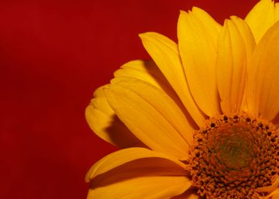 Yellow flower background