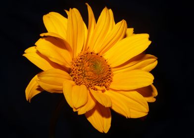 Heliopsis flower close up