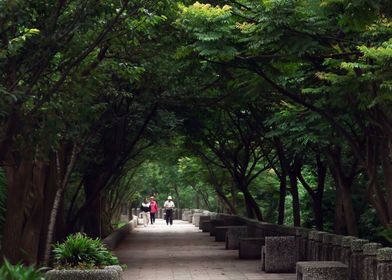 Green Shade Trail