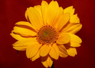 Yellow blossom macro shoot