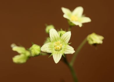 Bryonia alba blossom macro