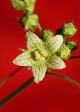 Flower blossoming close up