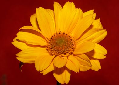 Flower blossoming close up