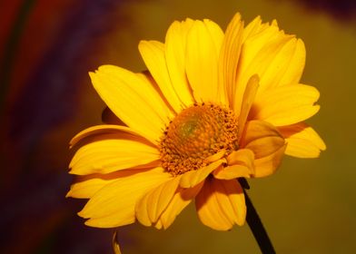 Yellow flower close up