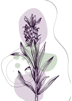 Lavender Botanical Nordic