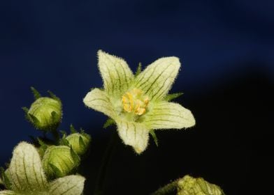 Star flower blossom macro