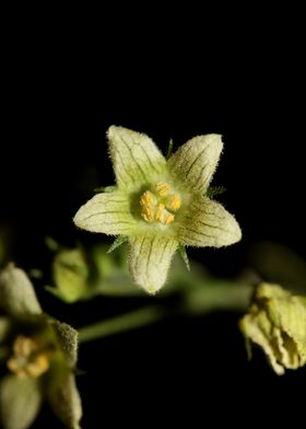 Yellow star flower blossom