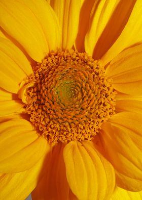 Flower blossoming close up