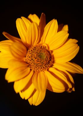 Yellow metal flower prints