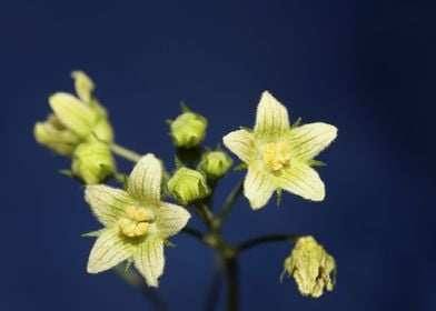 Flower blossoming close up