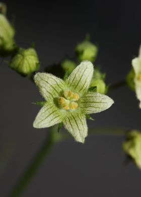 Bryonia alba blossom macro