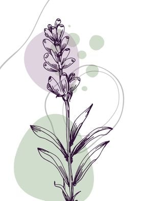 Lavender Botanical Nordic