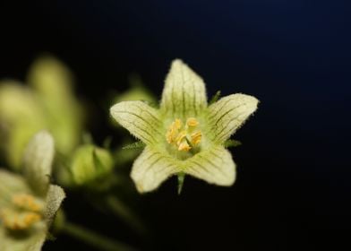 Yellow star flower blossom