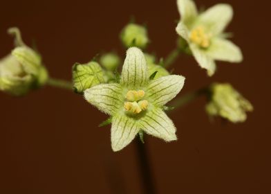 Bryonia alba blossom macro