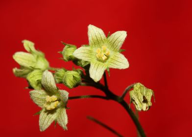 Flower blossoming close up