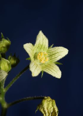 Flower blossoming close up