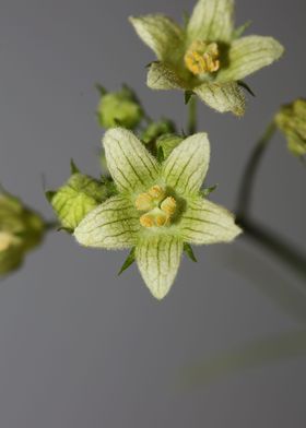 Bryonia alba blossom macro