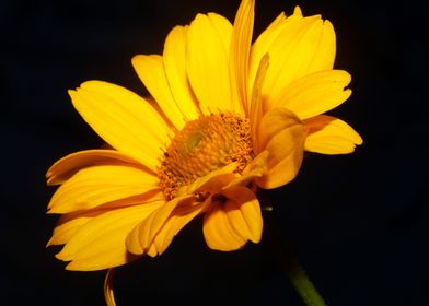 Heliopsis flower close up