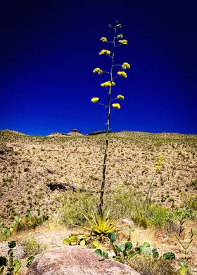 Century Plant in Arizona