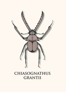 Chilean Stag Beetle