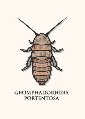 Madagascar Cockroach