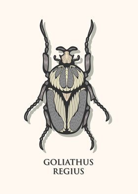 Royal Goliath Beetle