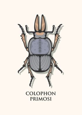 Barnards Stag Beetle