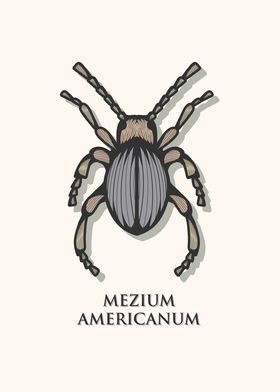 American Spider Beetle