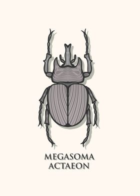 Actaeon Beetle