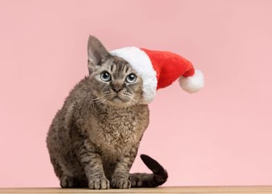 Cute Cat with Santa hat