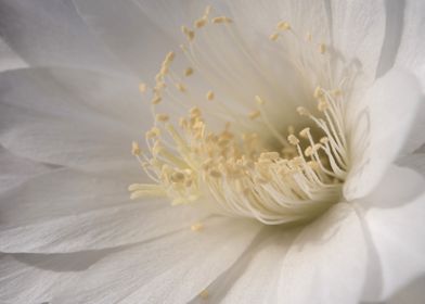 Flower of Echinopsis Canti