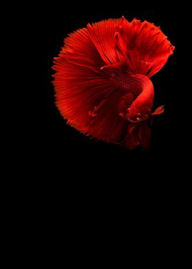 Stunning Betta Fish