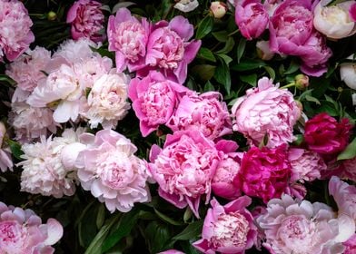 Peonies