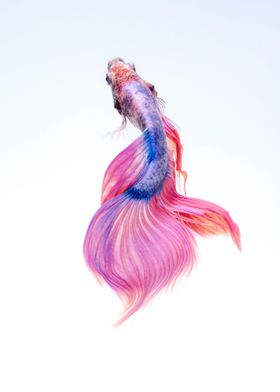 Colorful Asia Betta Fish