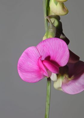 Purple flowers background