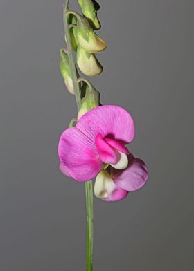 Flower blossoming close up