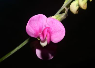 Lathyrus flowers close up