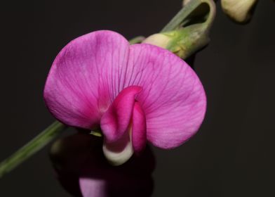 Lathyrus flowers close up