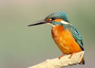 Kingfisher on a branch