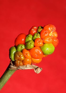 Red and yellow wild fruits