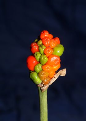 Arum italicum backgrounds